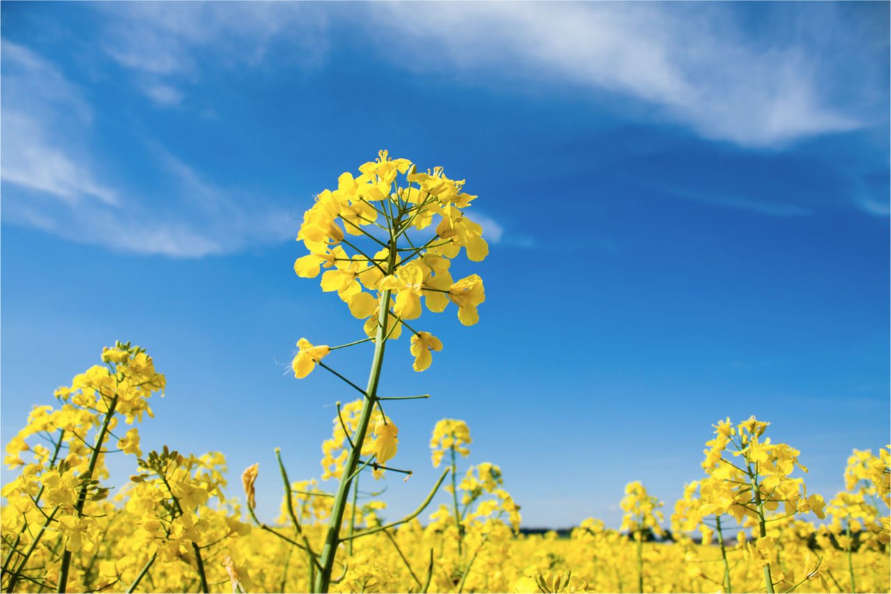 Ein Rapsblütenfeld mit einem hellblauen Himmel.