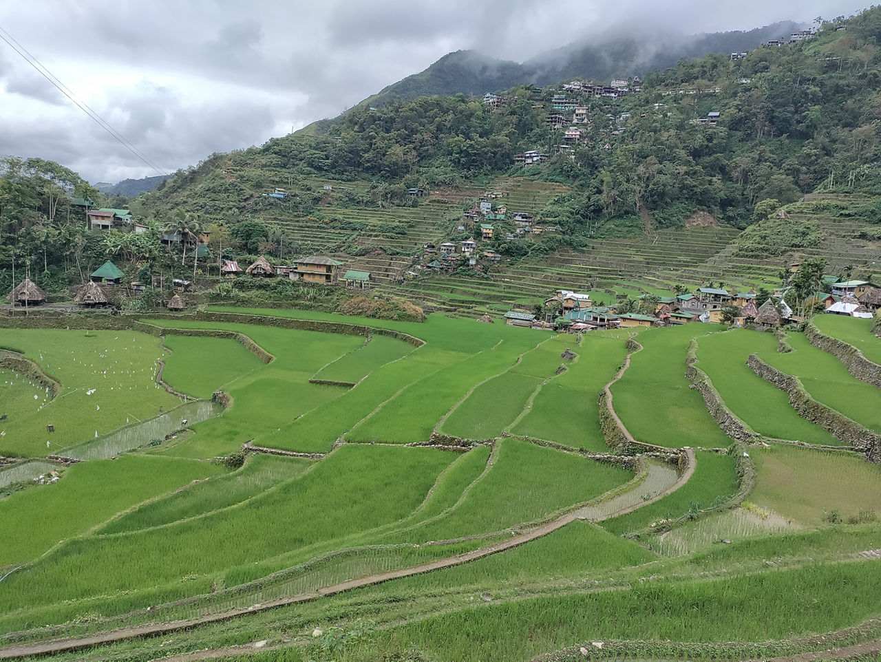 Reisfeld in Osttimor