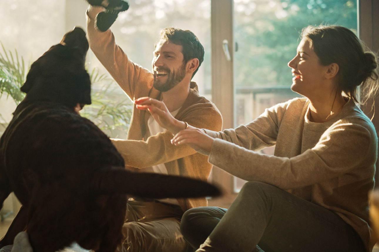 Zwei Personen spielen in einem sonnigen Wohnzimmer mit einem großen Hund.