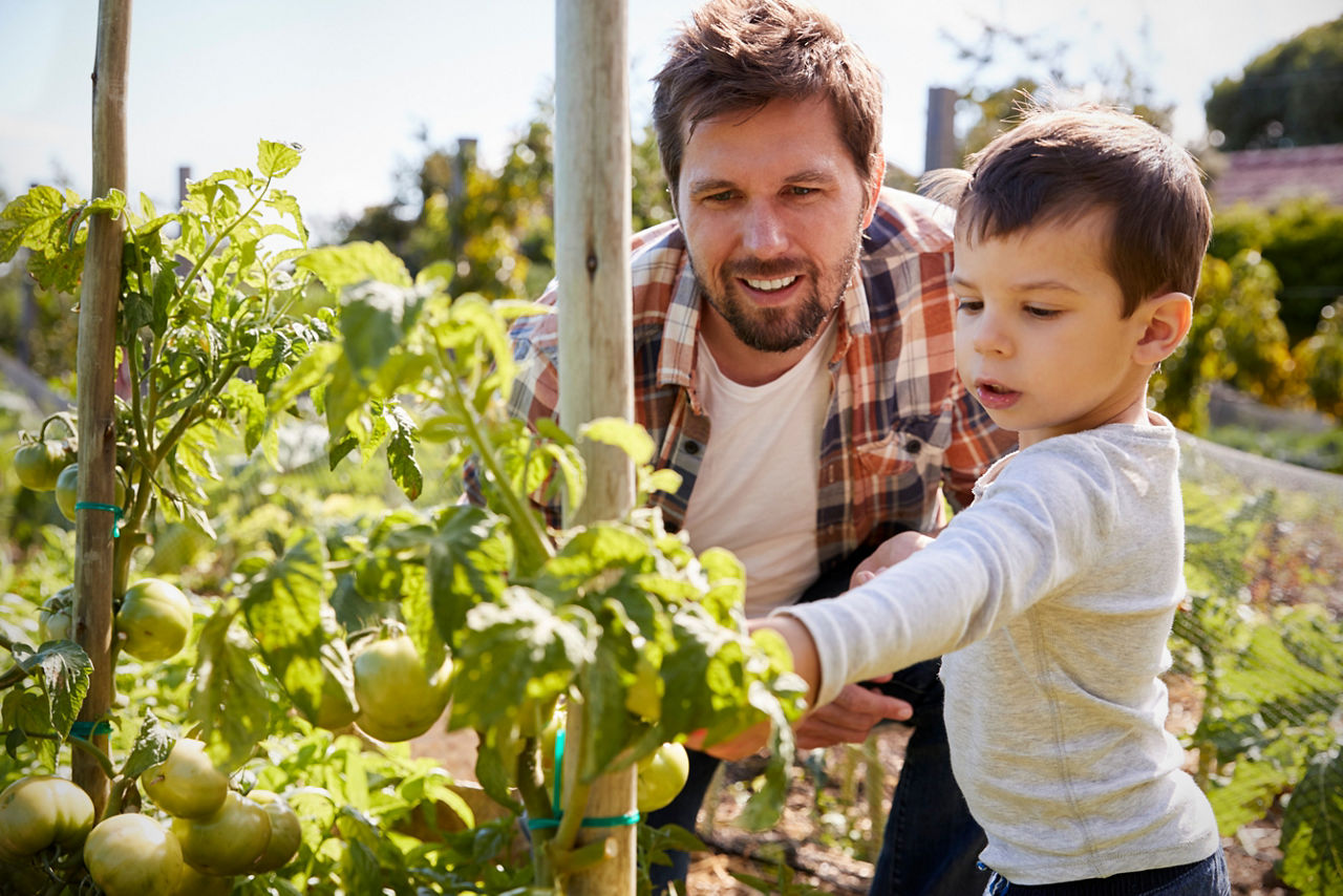 Vater und Sohn schauen sich wachsende Tomaten am Stamm an