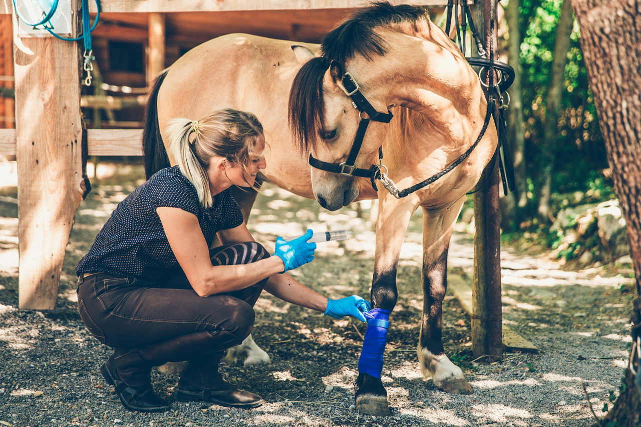 Eine Frau kniet vor einem kleinen Pferd und untersucht das rechte Vorderbein. Das Pfert hat seinen Kopf zur Tierpflegerin gesenkt. 