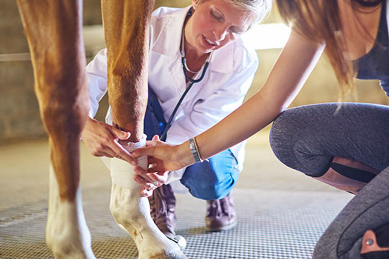 Tierärztin und Halterin untersuchen gemeinsam den Huf eines Pferdes