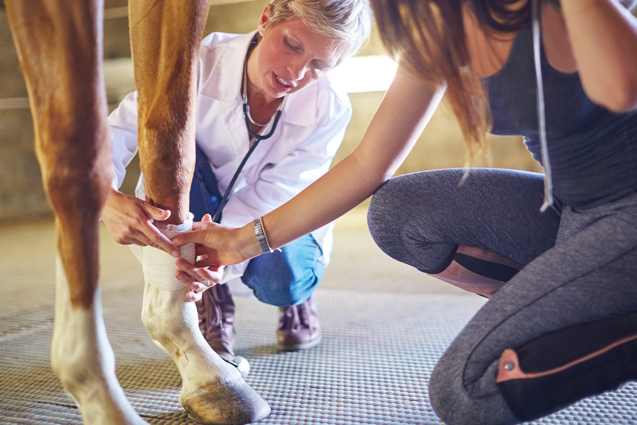 Gut abgesichert bei tierärztlichen Behandlungen mit der Pferde-OP-Versicherung Gut abgesichert bei tierärztlichen Behandlungen mit der Pferde-OP-Versicherung