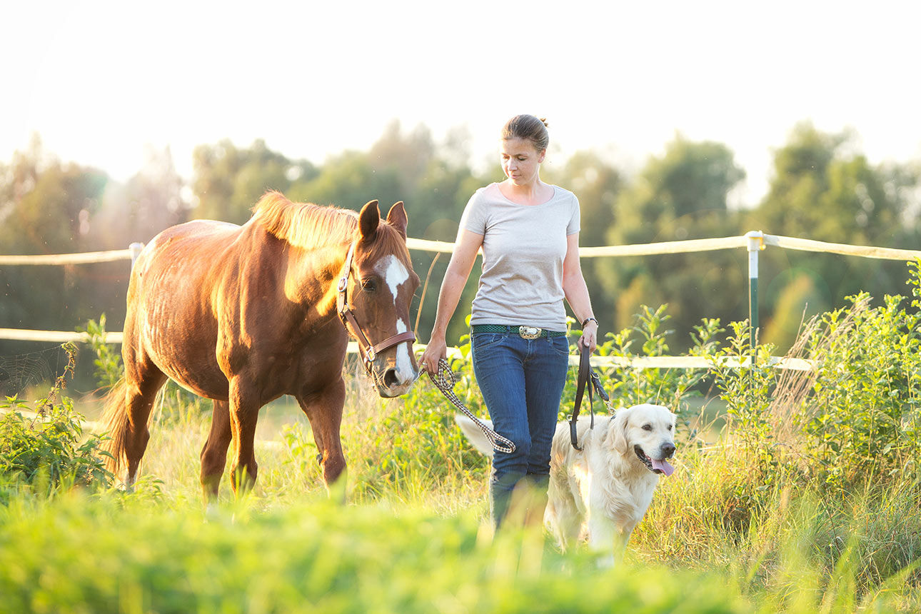 Unterwegs mit dem Pferd gut versichert dank der Pferdehalterhaftpflicht Unterwegs mit dem Pferd gut versichert dank der Pferdehalterhaftpflicht