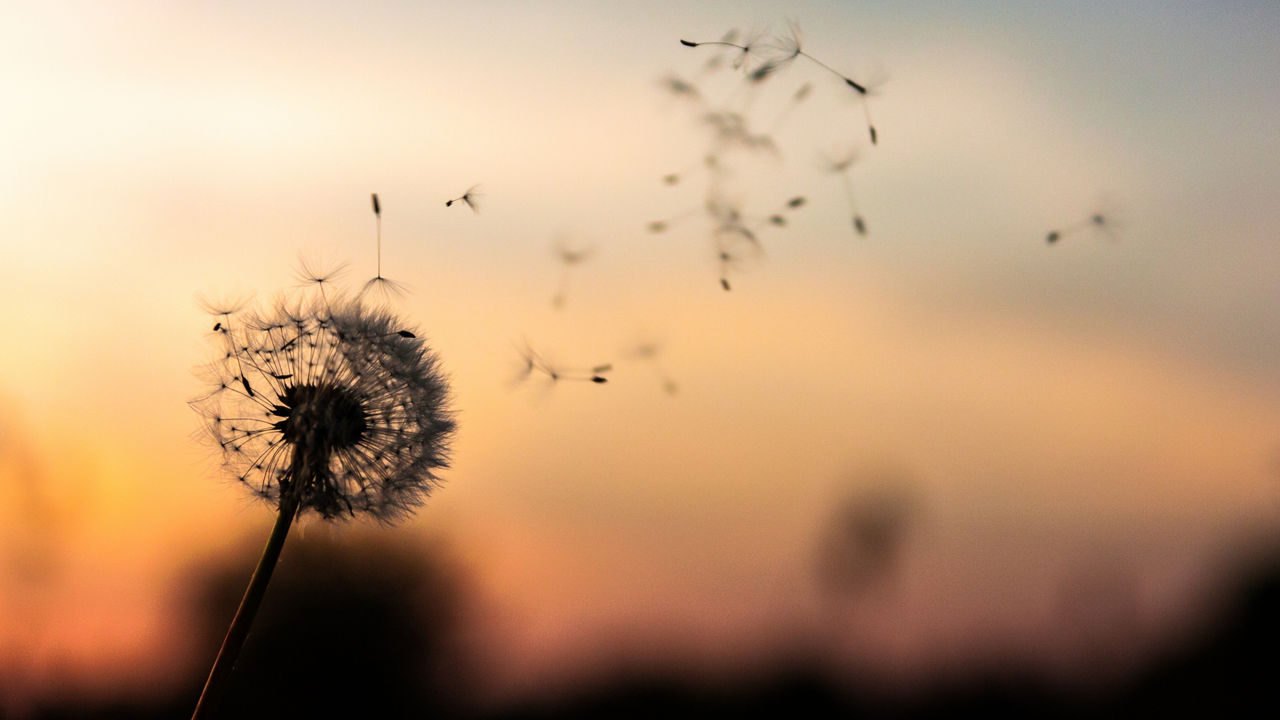 Das Bild zeigt eine Pusteblume im Sonnenuntergang