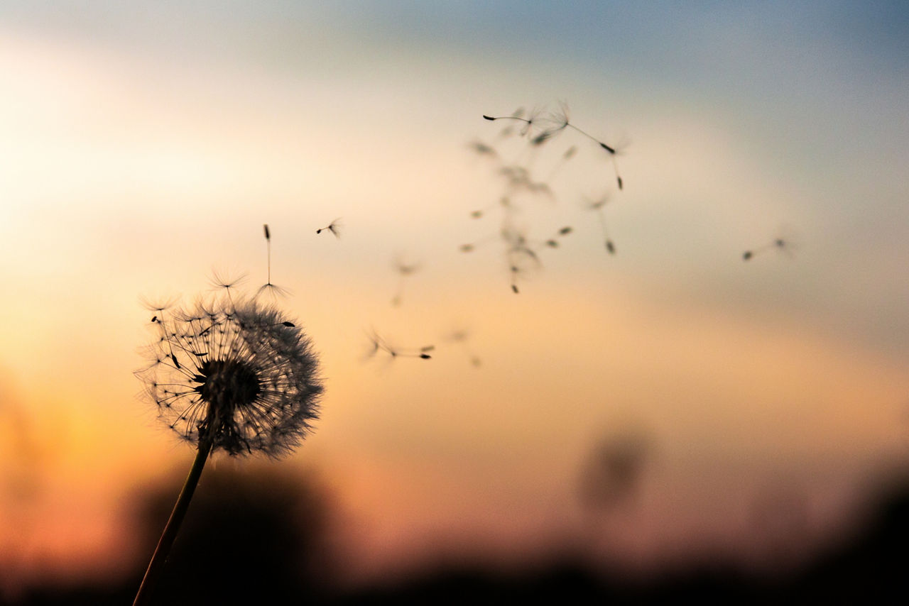 Pusteblume im Sonnenuntergang