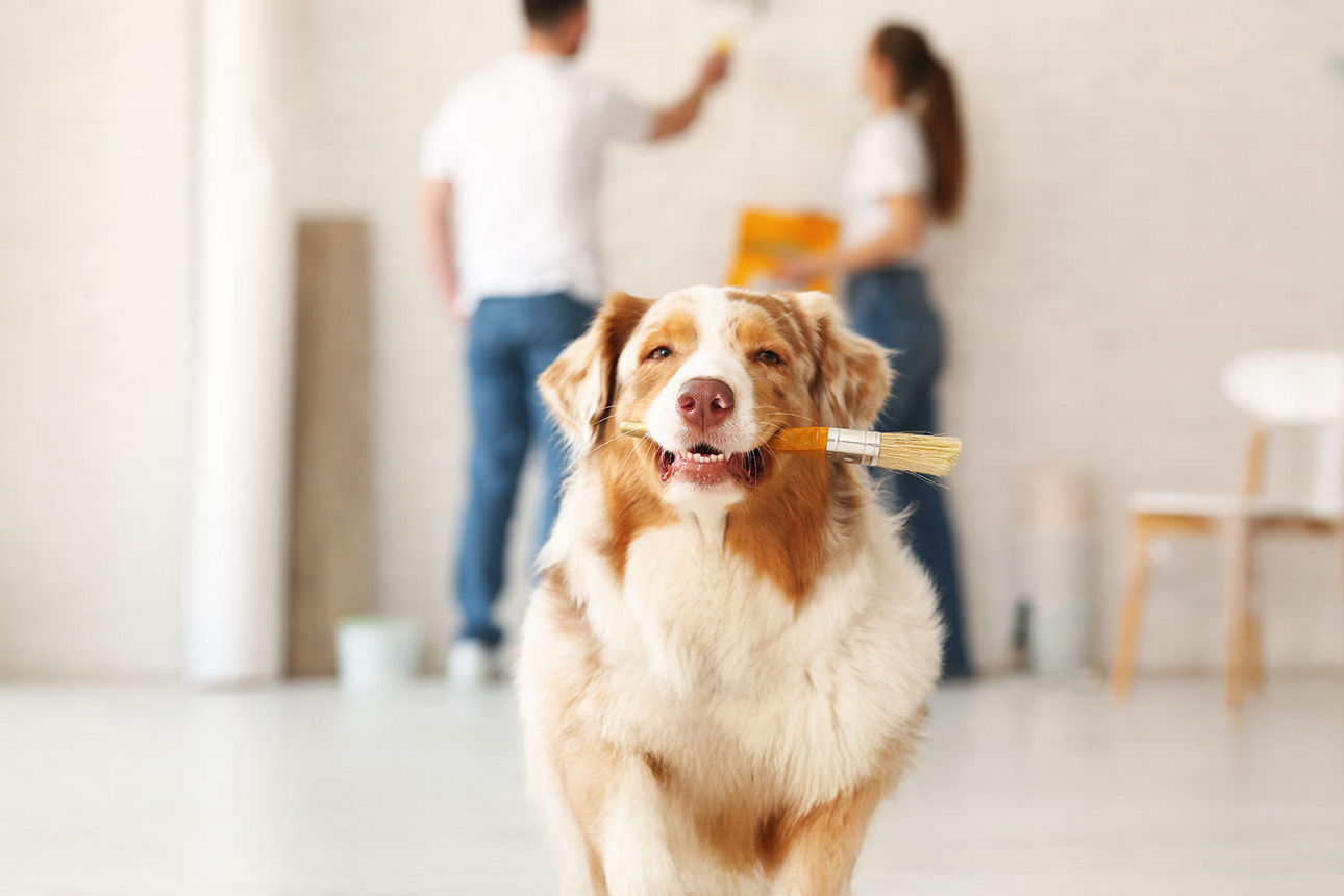 Süßer Hund mit Pinsel im Maul als Sinnbild für den neuen Website-Anstrich