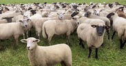 Eine Schafherde auf einer grünen Wiese