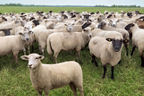 Eine Herde Schafe auf der Weide