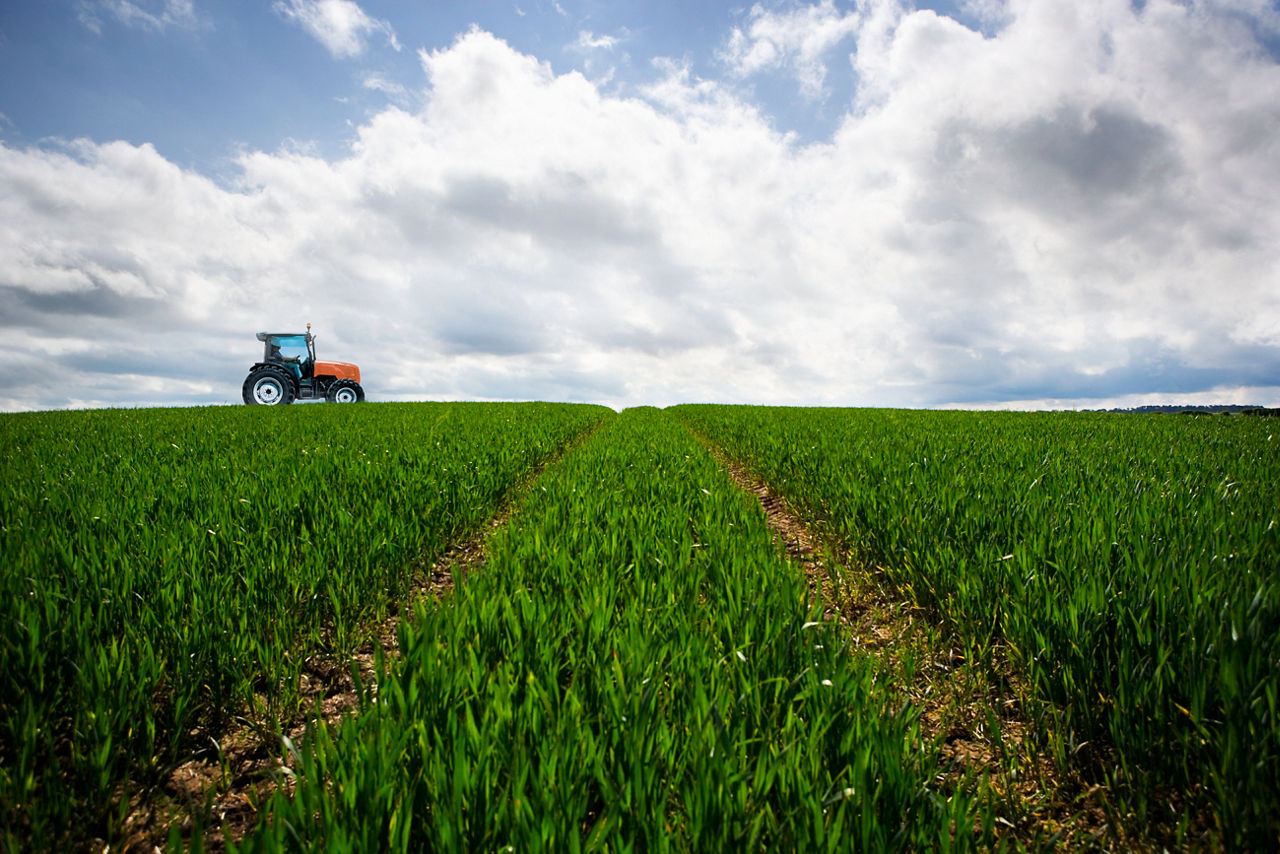 Traktor fährt auf Weizenfeld bei blauem Himmel mit vereinzelten Wolken