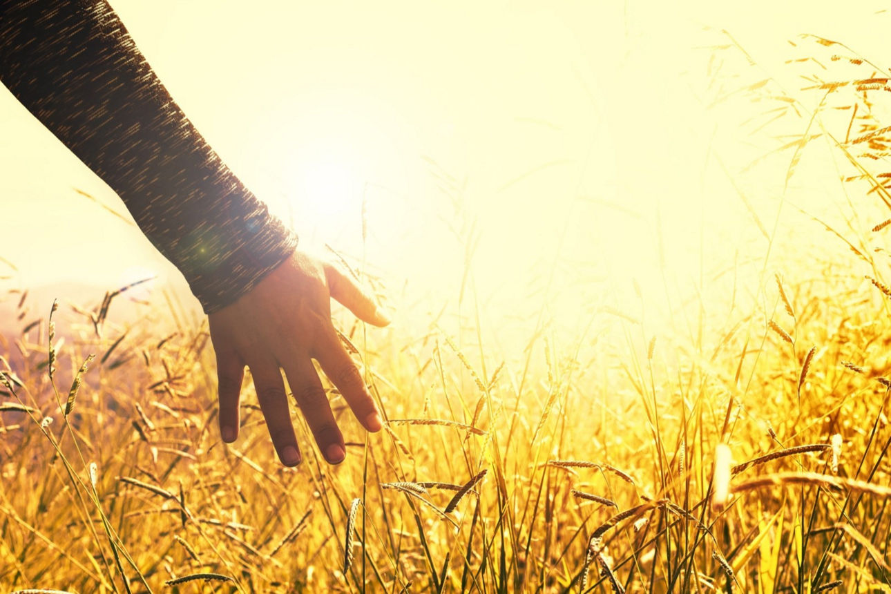 Eine Hand streicht bei einem Sonnenaufgang über reifes Getreide auf einem Kornfeld. 
