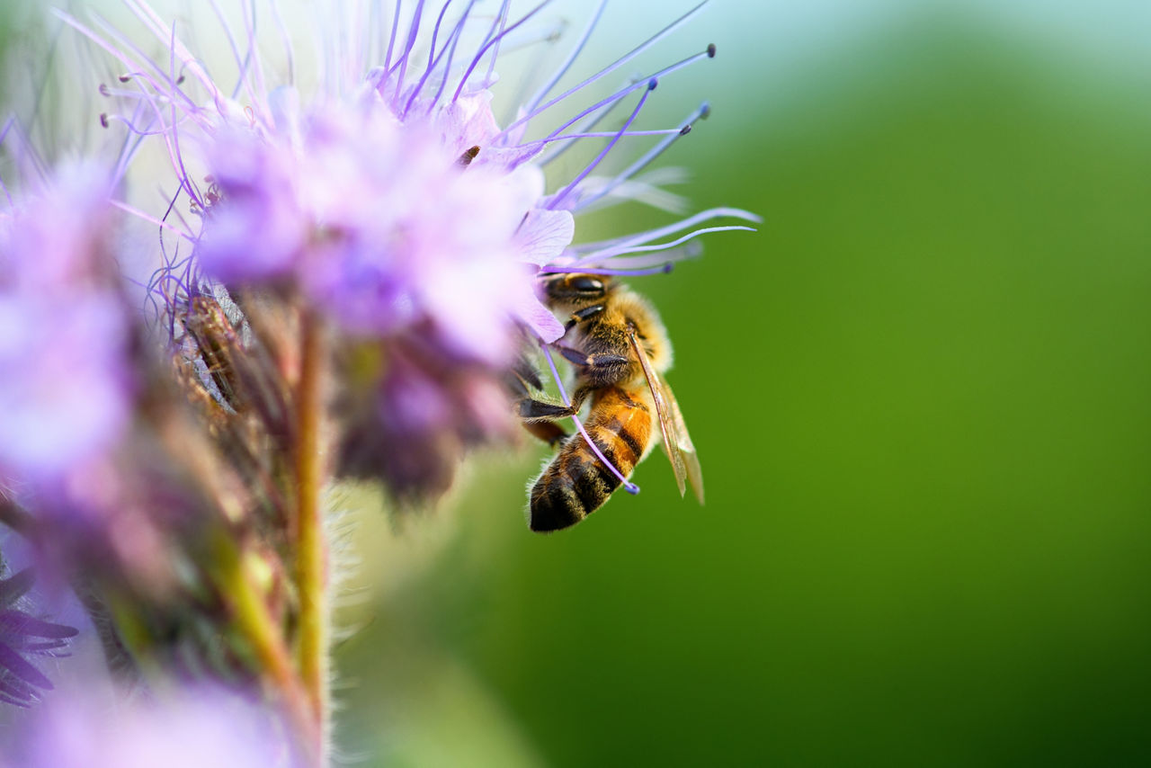 Biene fliegt zu einer Blüte