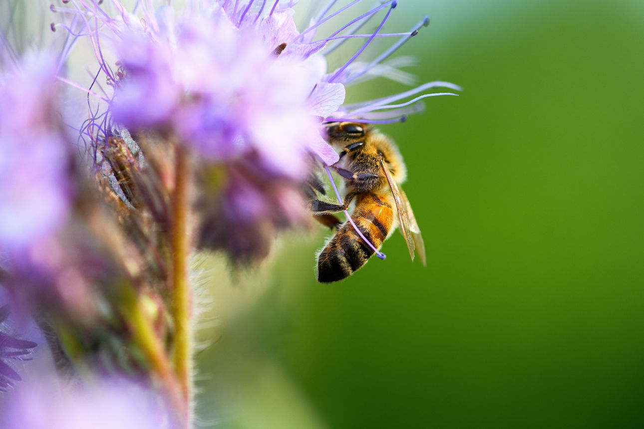 Biene fliegt zu einer Blüte