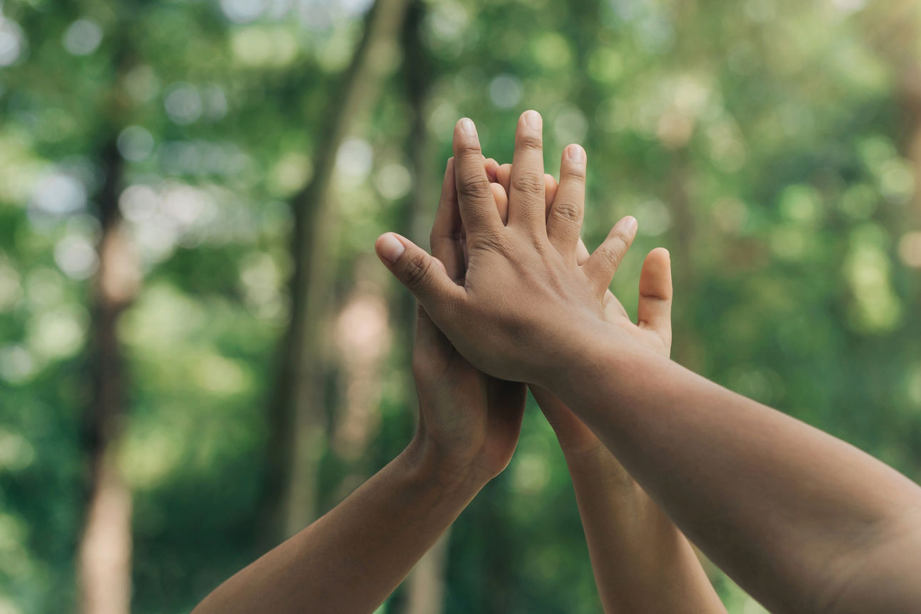 Hände die im Wald sich treffen