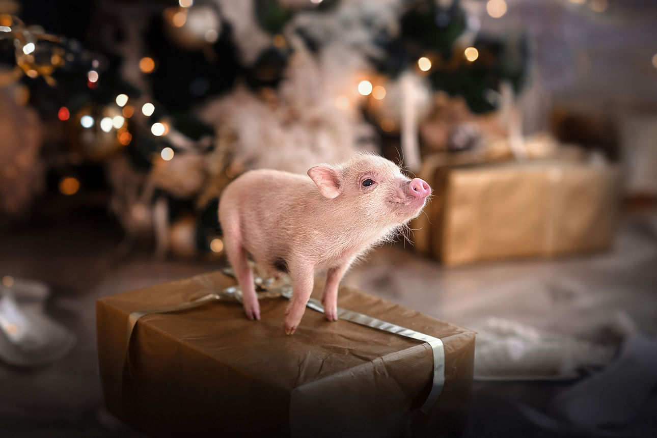 Ferkel auf einem Geschenk. Im Hintergrund ein Weihnachtsbaum
