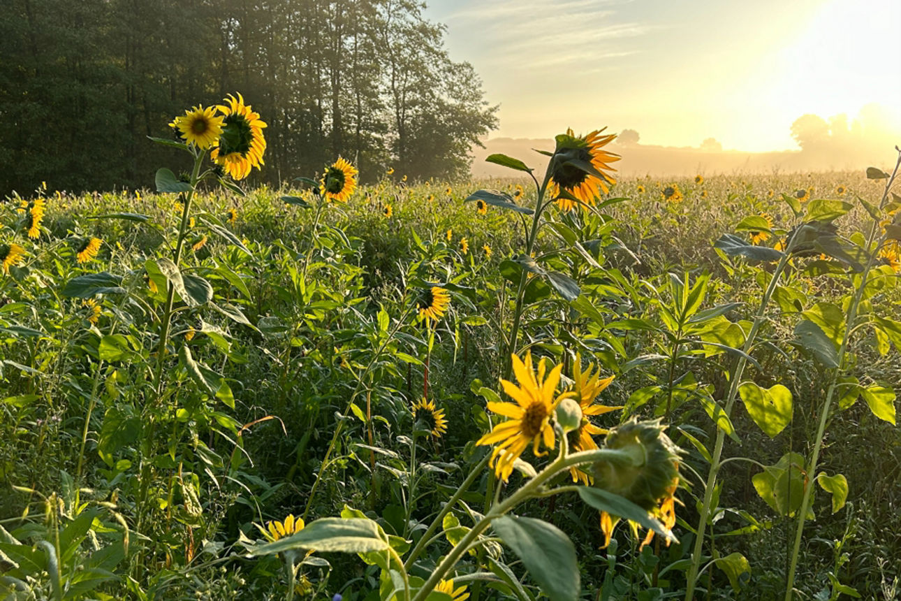 Sonnenblumenfeld