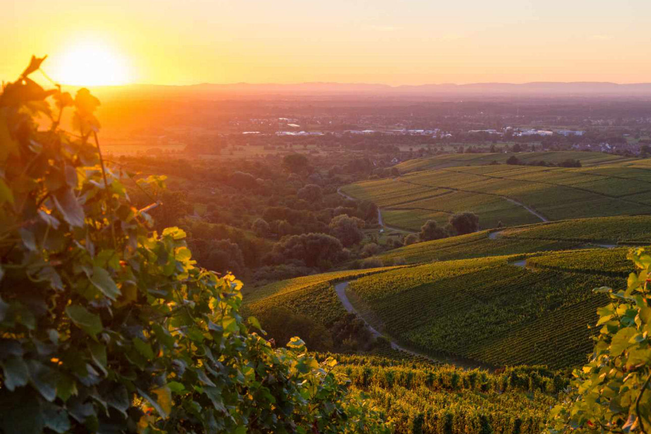 Sonnenuntergang mit Blick durch die Reben