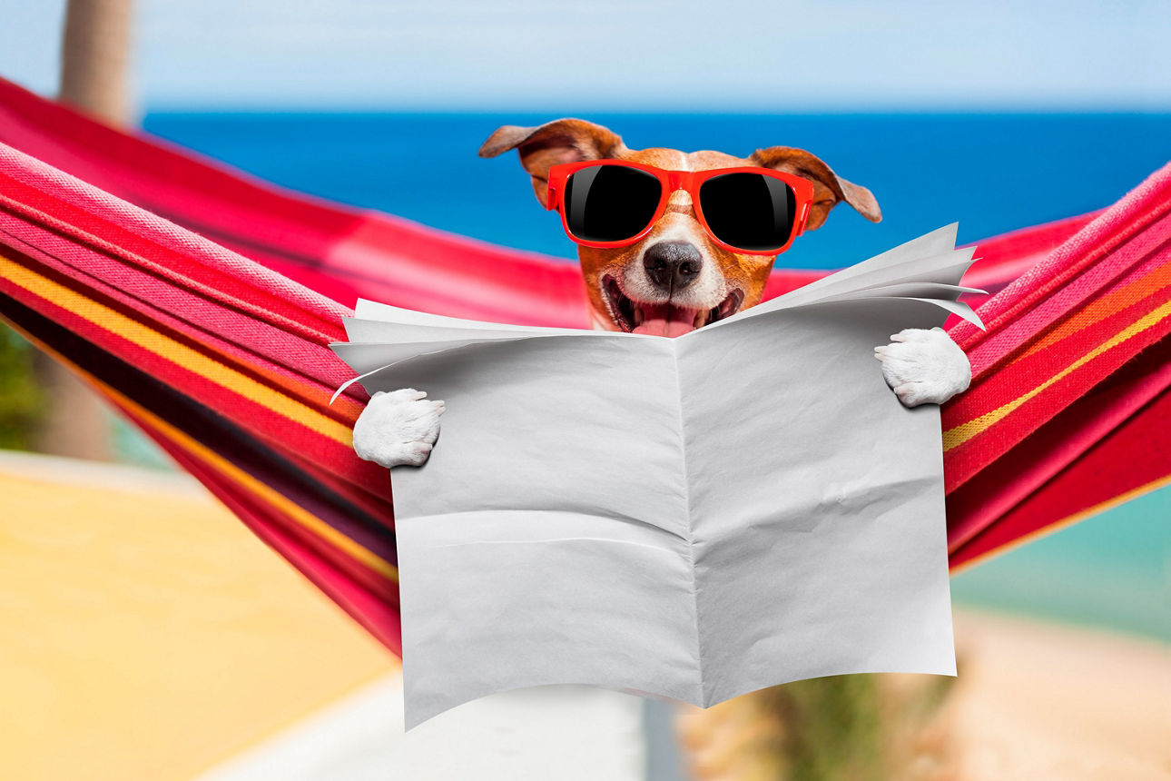 Hund sitzt in der Hängematte und liiest Zeitung