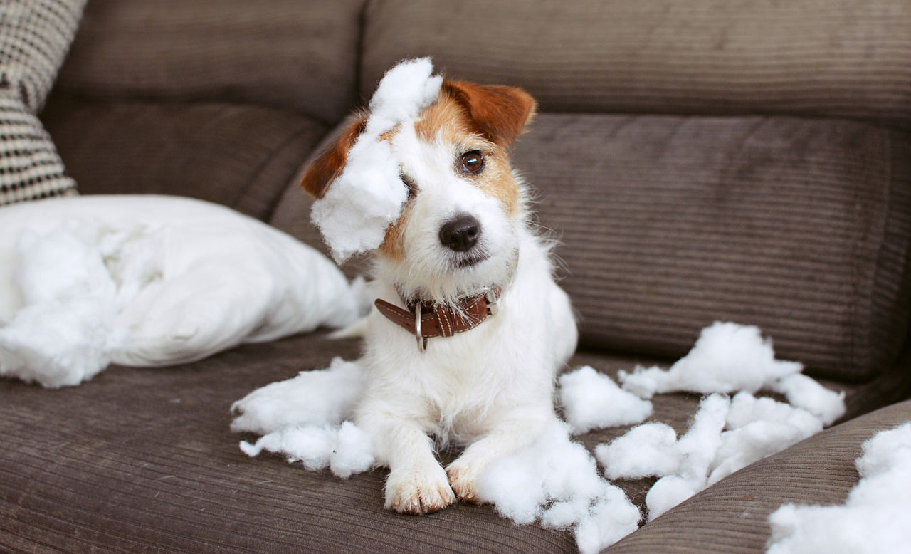 Kleiner Hund sitzt mit Innenfutter vom Couchkissen auf der Couch und schaut sein Herrchen treu an