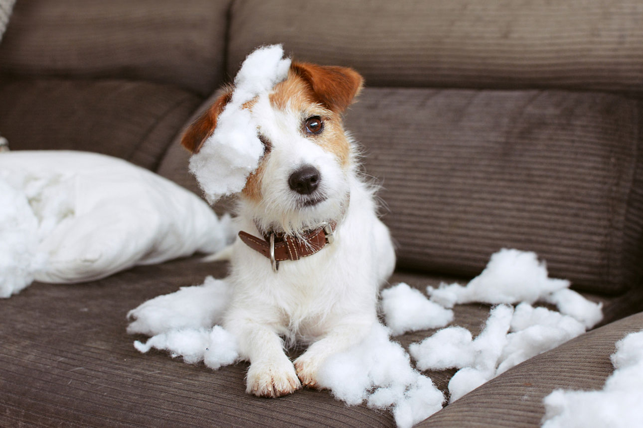 Kleiner Hund sitzt mit Innenfutter vom Couchkissen auf der Couch und schaut sein Herrchen treu an