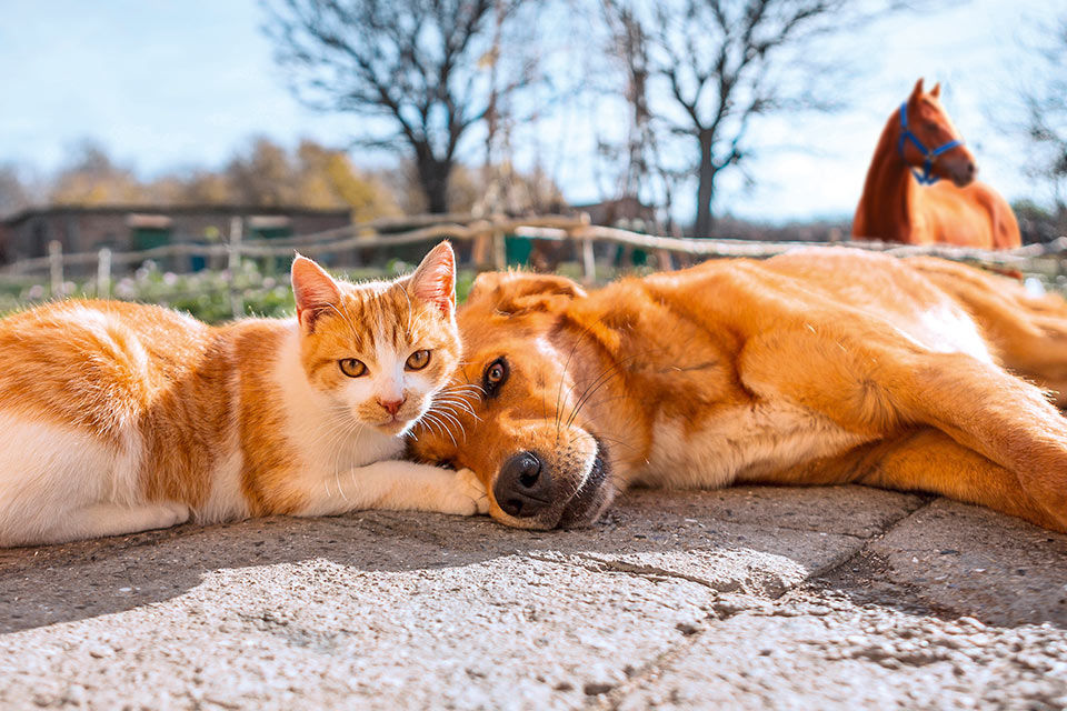 Ein Hund und eine Katze liegen im Vordergrund, dahinter steht ein Pferd