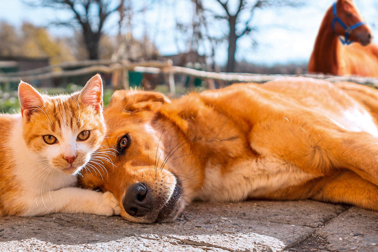 Ein Hund und eine Katze liegen im Vordergrund, dahinter steht ein Pferd