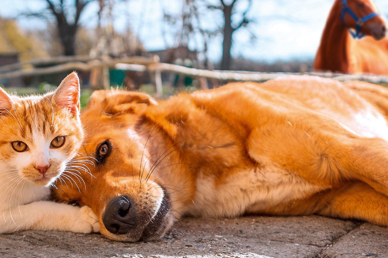 Ein Hund und eine Katze liegen im Vordergrund, dahinter steht ein Pferd