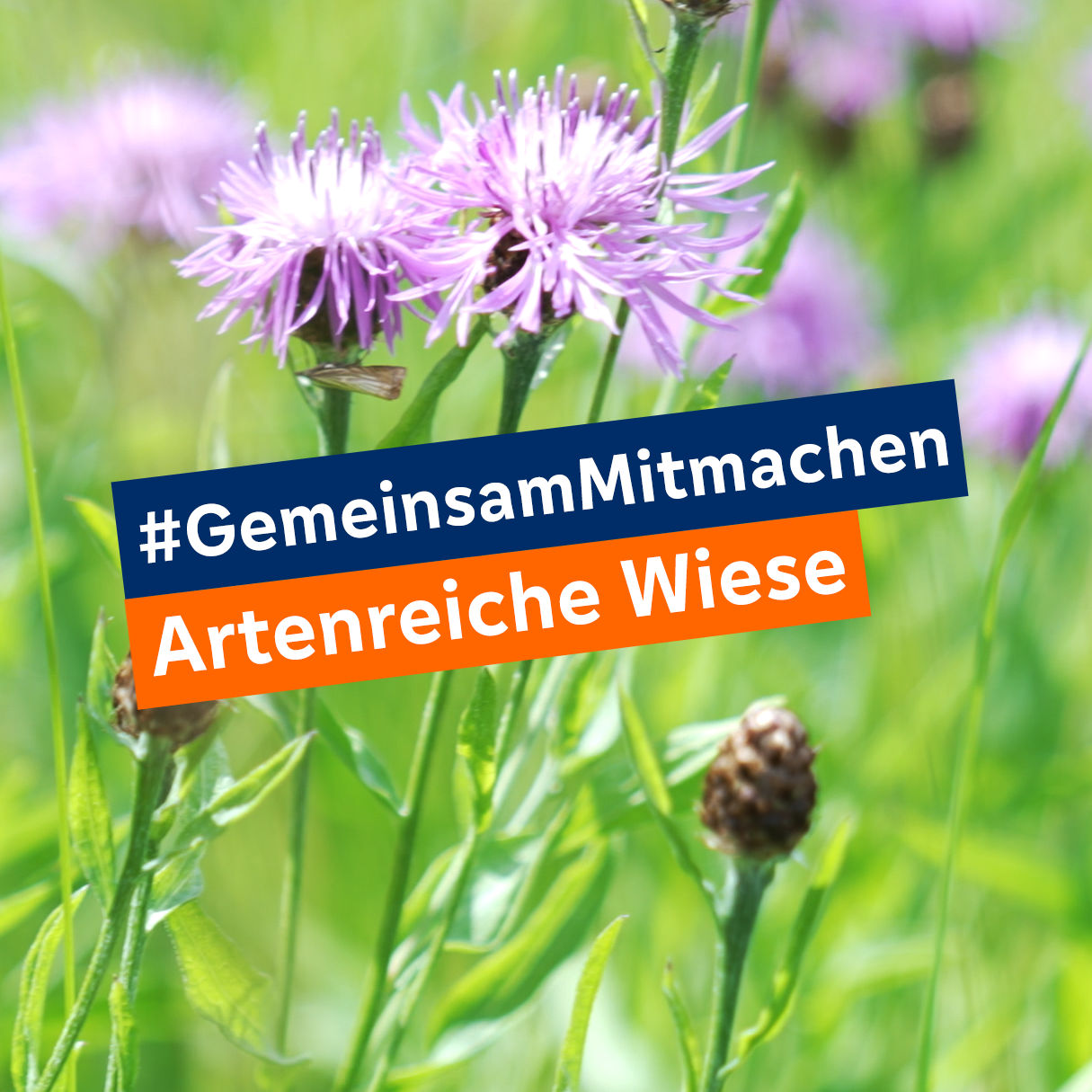 Blumenwiese mit Slogan #GemeinsamMitmachen Artenreiche Wiese