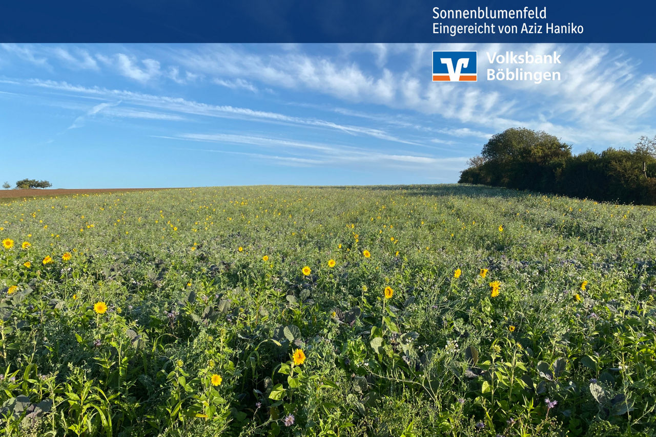 Sonnenblumenfeld unter blauem leicht bewölktem Himmel in der Nähe von Böblingen