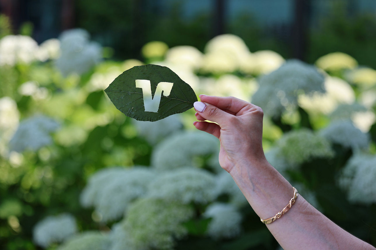 Volksbank Logo in Blatt