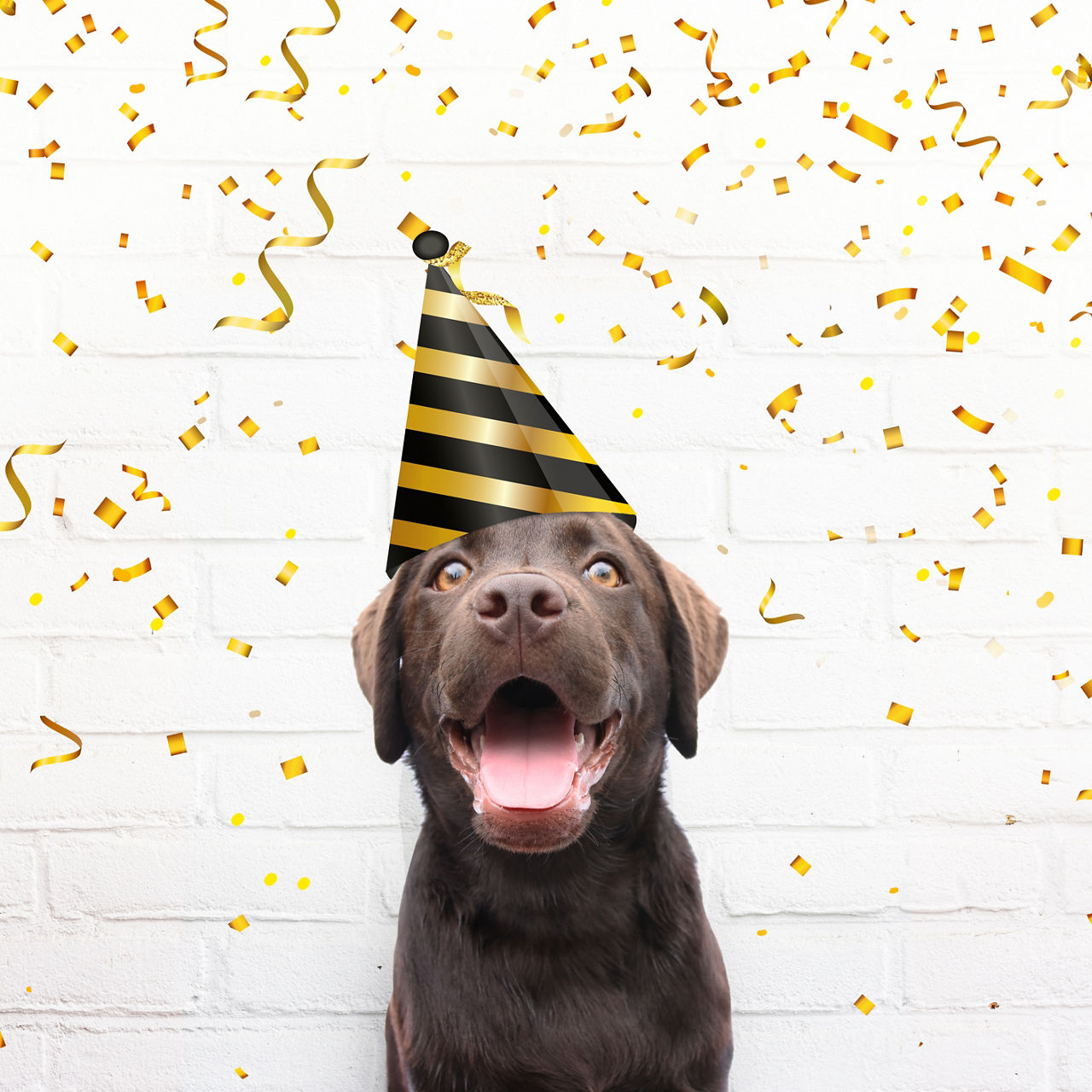 Darstelung eines Hundes, der einen Partyhut trägt