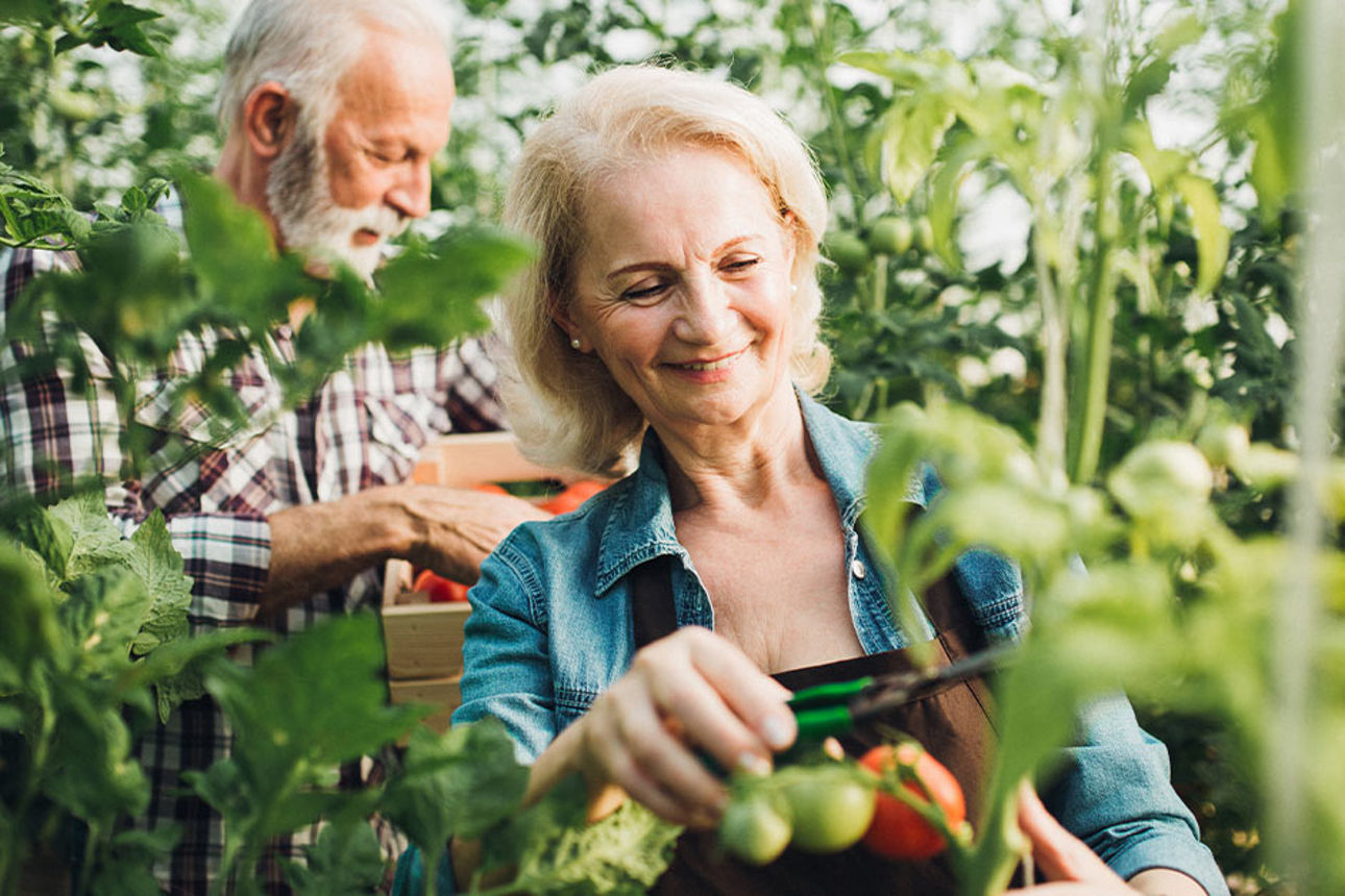 Ehepaar pflückt gemeinsam Tomaten