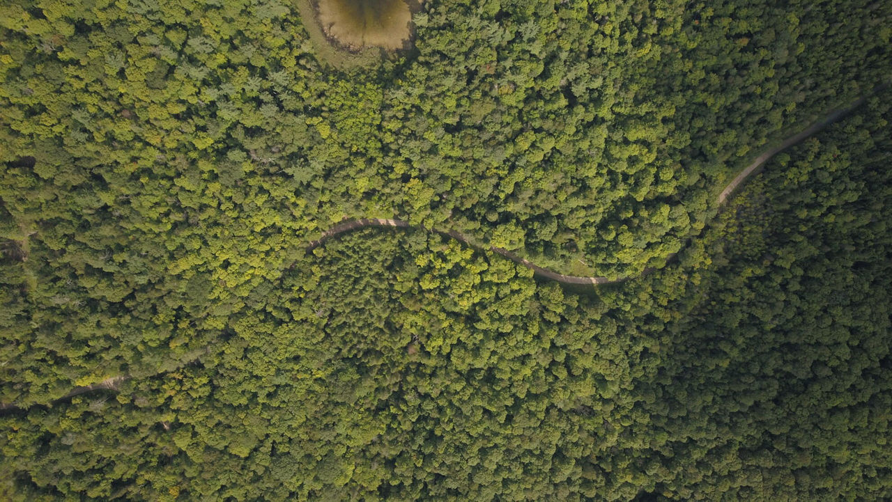 Eine Waldaufnahme von oben. Man sieht wie sich eine Straße durch den Wald schlängelt.