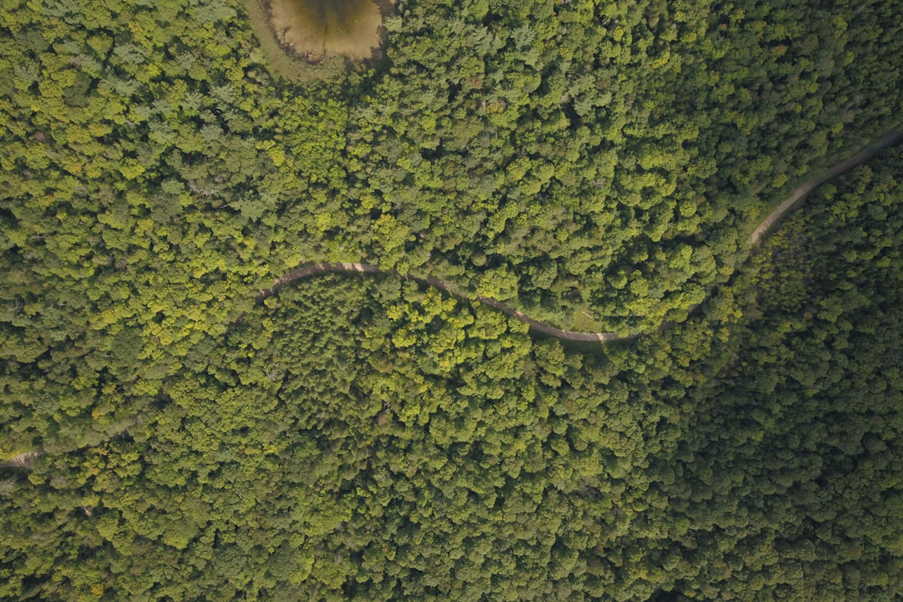 Eine Waldaufnahme von oben. Man sieht wie sich eine Straße durch den Wald schlängelt.