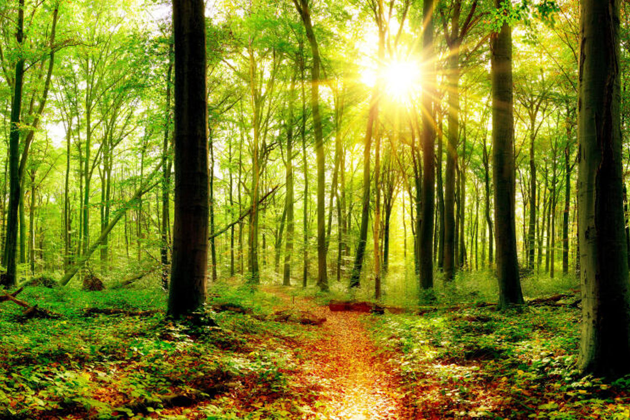 Waldaufnahme von oben