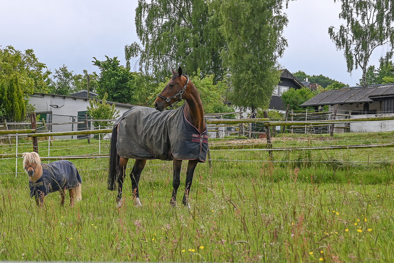 Ein großes braunes Pferd und ein kleines hellbraunes Pferd stehen nebeneinander auf einer Weide. Beide tragen Decken.