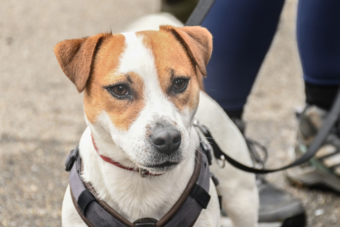 Weißer Jack-Russel-Terrier mit braunen Flecken, die sich über beide Ohren und Augen erstrecken, in Nahaufnahme