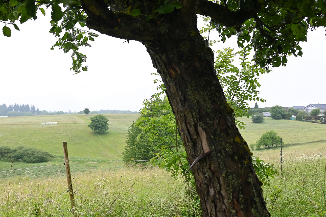 Blick unter einer grünen Baumkrone auf eine weite hügelige Graslandschaft mit einigen Bäumen, begrenzt durch einen Zaun