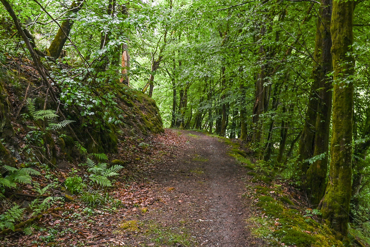 Ein geschotterter Waldweg führt den Berg hinauf, links begrenzt durch einen aufwärts führenden Hang, rechts geht es bergab