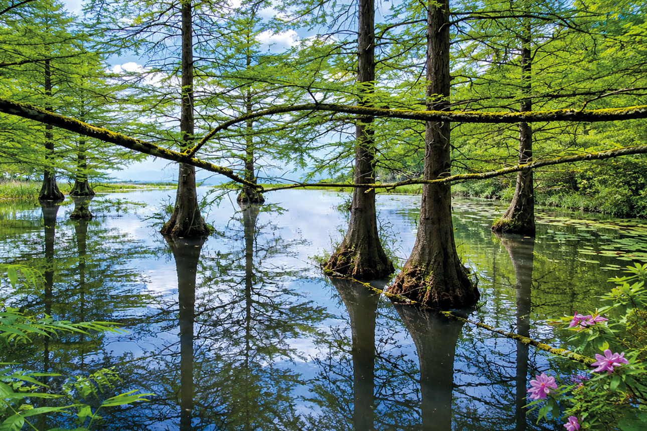 Weiher im Schlosspark Dennenlohe -  Joanna Czernikowska 