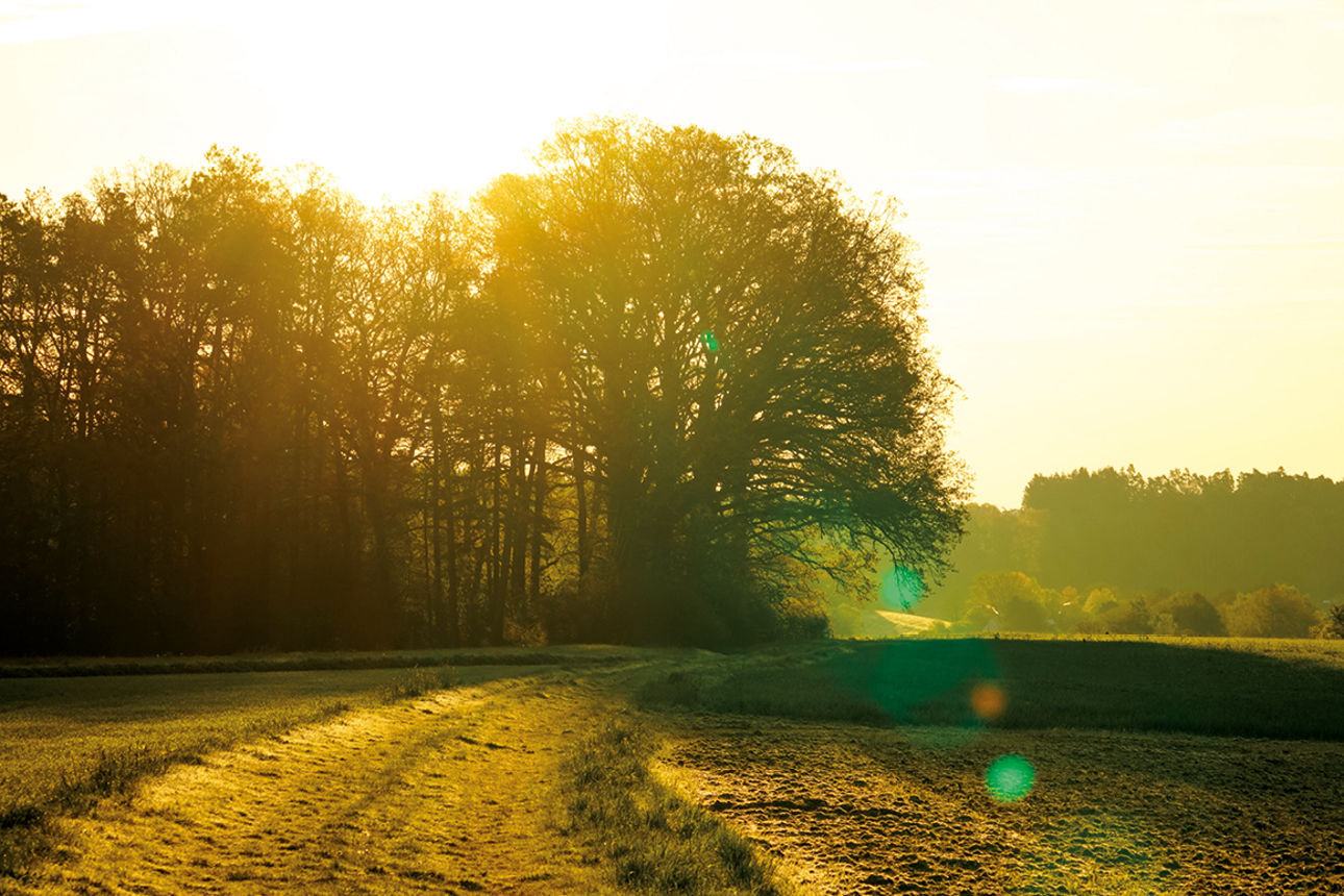 Sonnenaufgang auf einem Feld bei Höfstetten, Ansbach - Rebecca Weiß