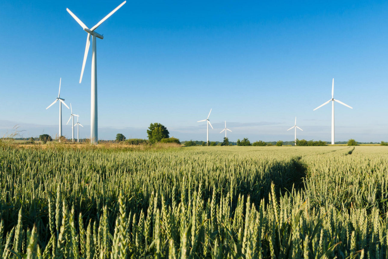 Ein grünes Feld mit Ähren. Im Hintergrund stehen mehrere Windräder.