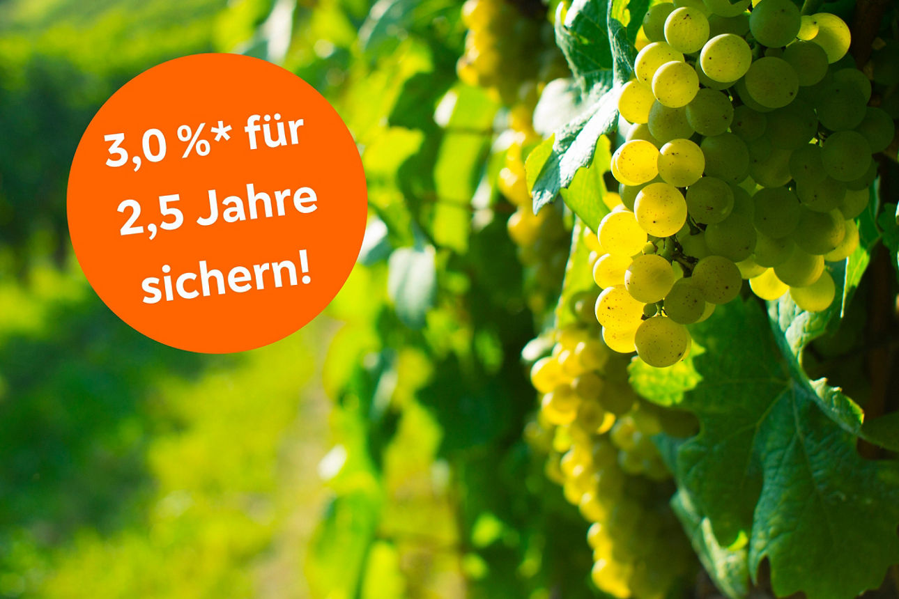 Weinreeben mit Text - 3,0 % für 2,5 Jahre sichern