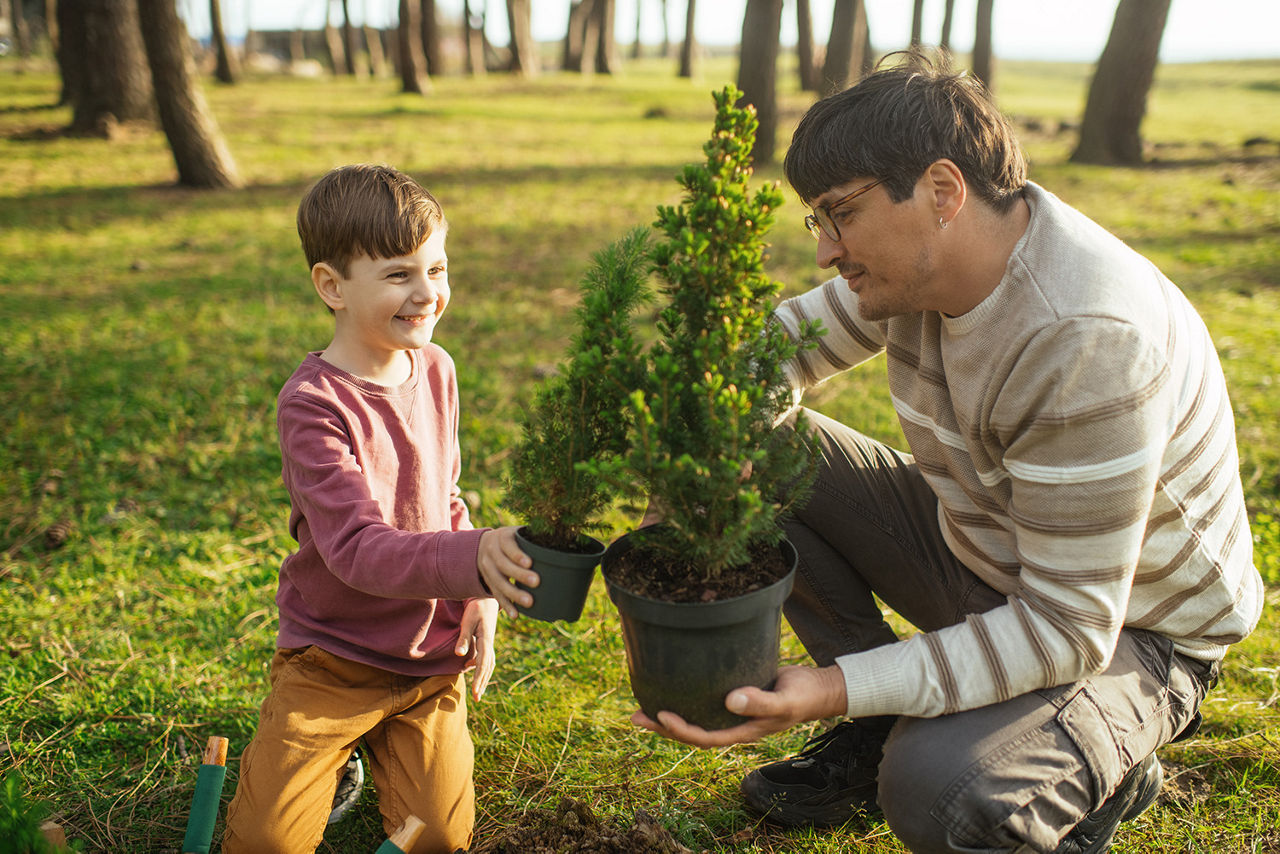 Vater pflanzt mit Sohn eine Tanne